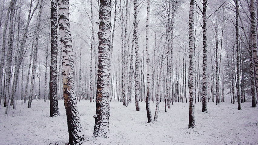 Birch trees winter